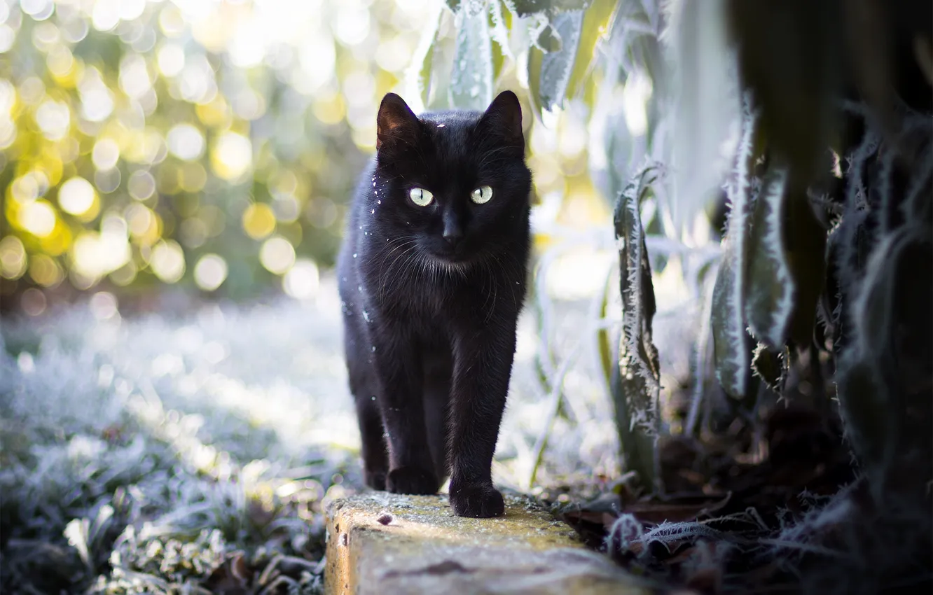 Photo wallpaper cat, cat, nature, background, black, walk, bokeh