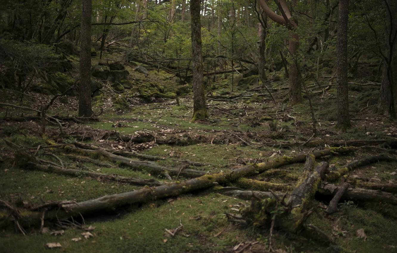 Photo wallpaper greens, forest, trees, nature