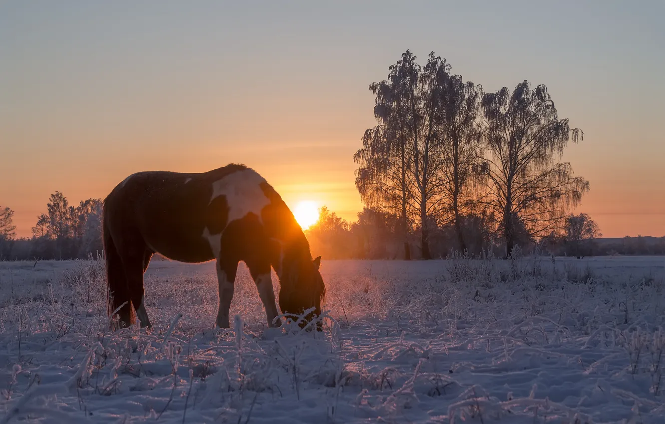 Photo wallpaper winter, frost, field, the sun, rays, light, snow, trees