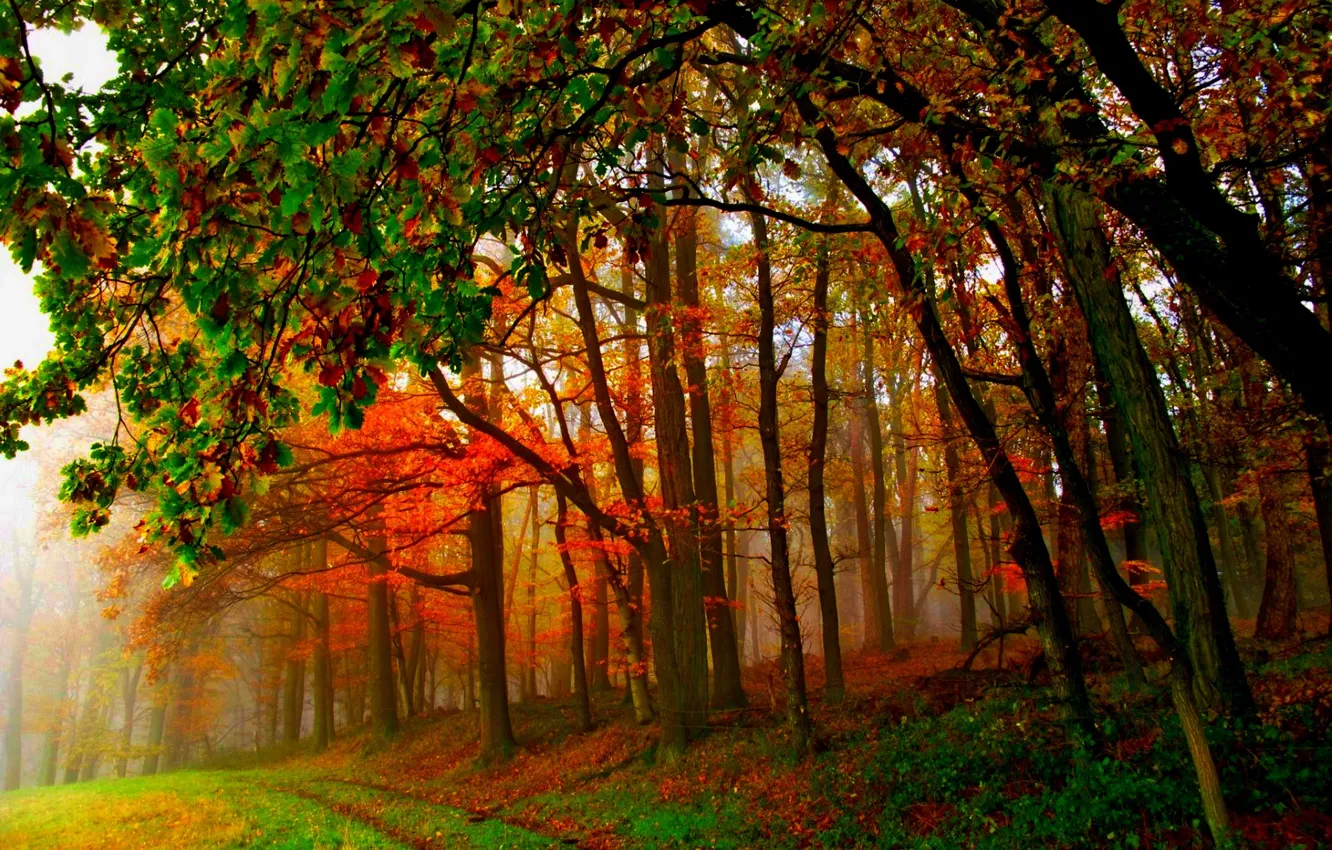 Photo wallpaper road, autumn, forest, leaves, trees, nature, Park, colors