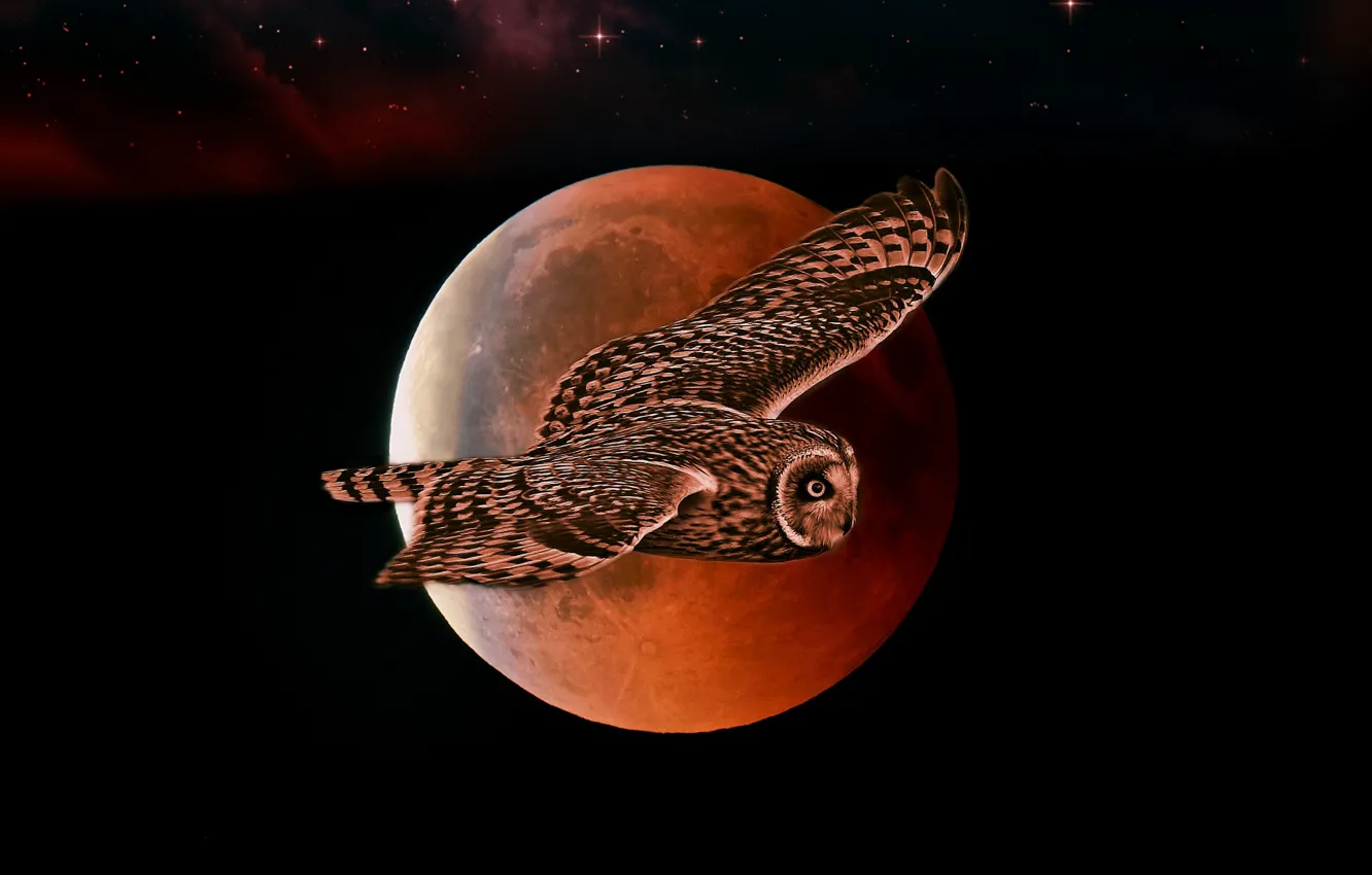 Photo wallpaper flight, night, owl, the moon