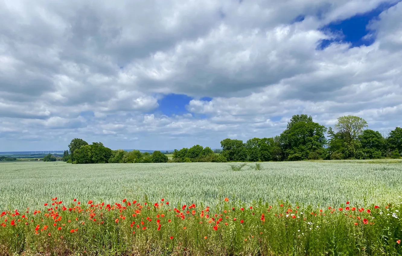 Photo wallpaper field, summer, the sky, flowers, nature, view, Maki, dal