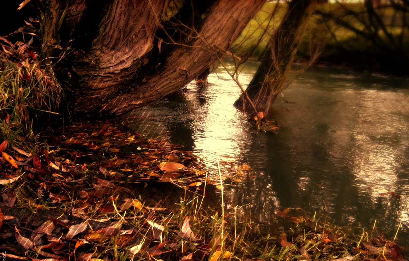 Photo wallpaper autumn, water, strips, nature, lake, strip, river, yellow fallen leaves