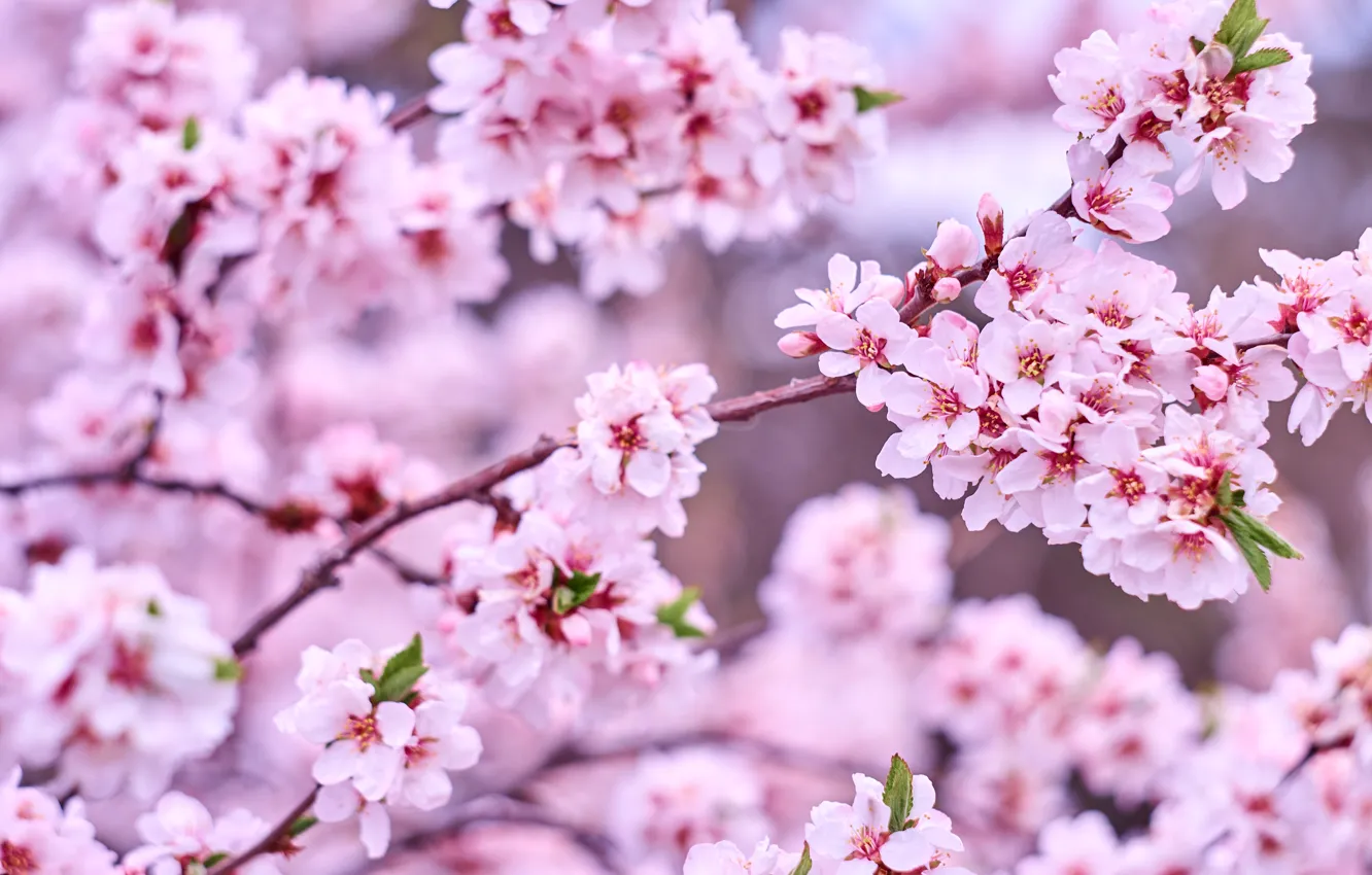 Photo wallpaper flowers, branches, nature, tree, spring, garden, pink