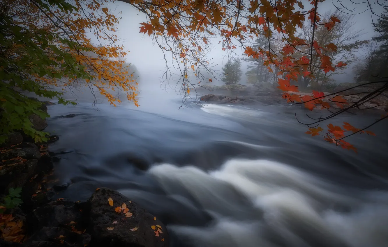 Photo wallpaper autumn, fog, river, Canada, Ontario, fall color