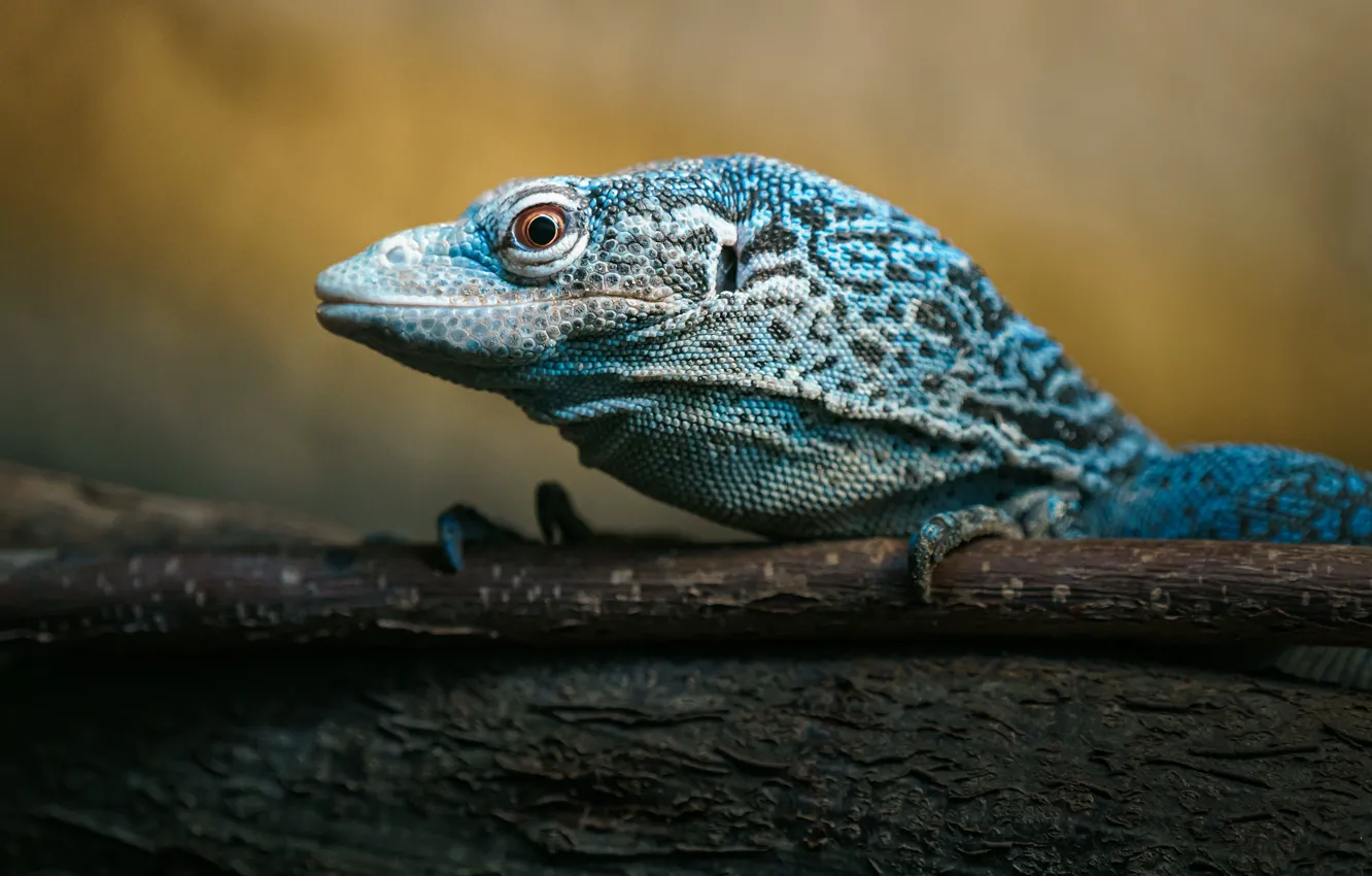 Photo wallpaper branches, pose, look, reptile, blue, Varan, wood monitor lizard
