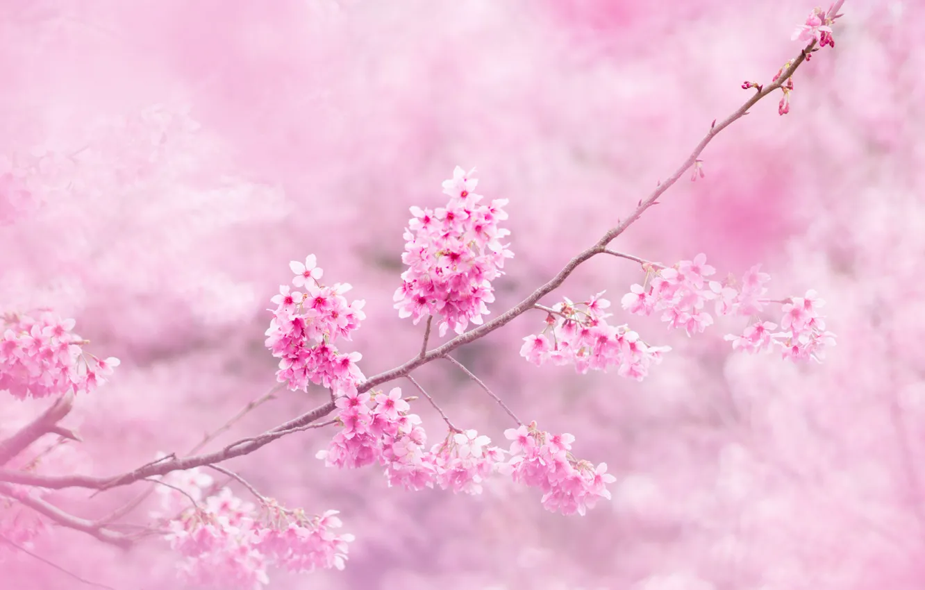 Photo wallpaper flowers, branches, Sakura