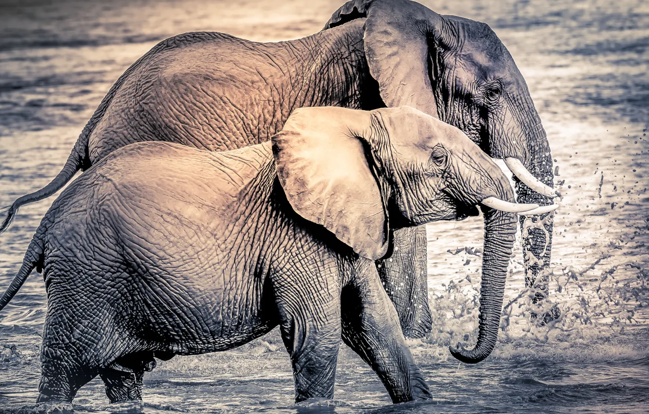 Photo wallpaper nature, background, elephant