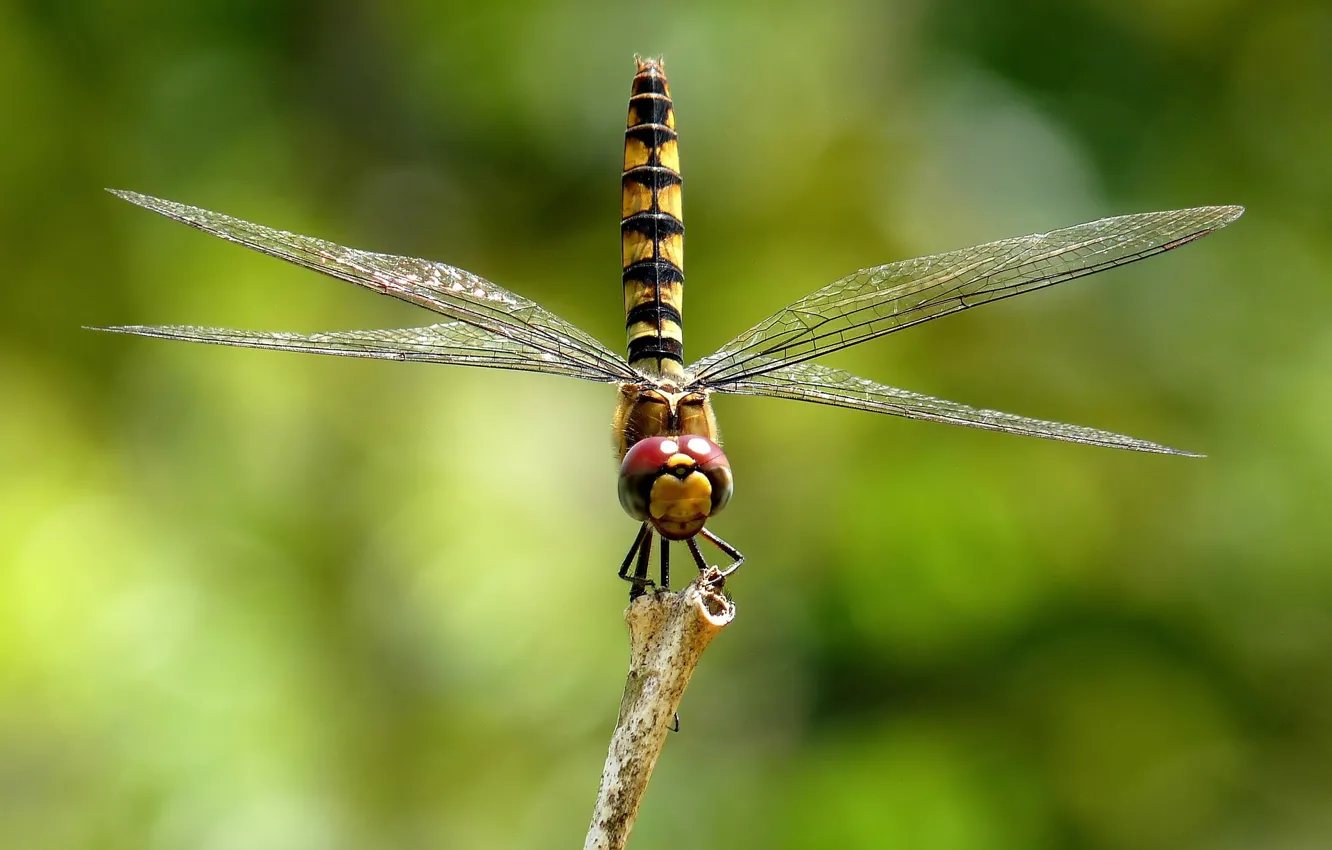 Photo wallpaper dragonfly, insect, blurred background, dragonfly, insect, blurred background