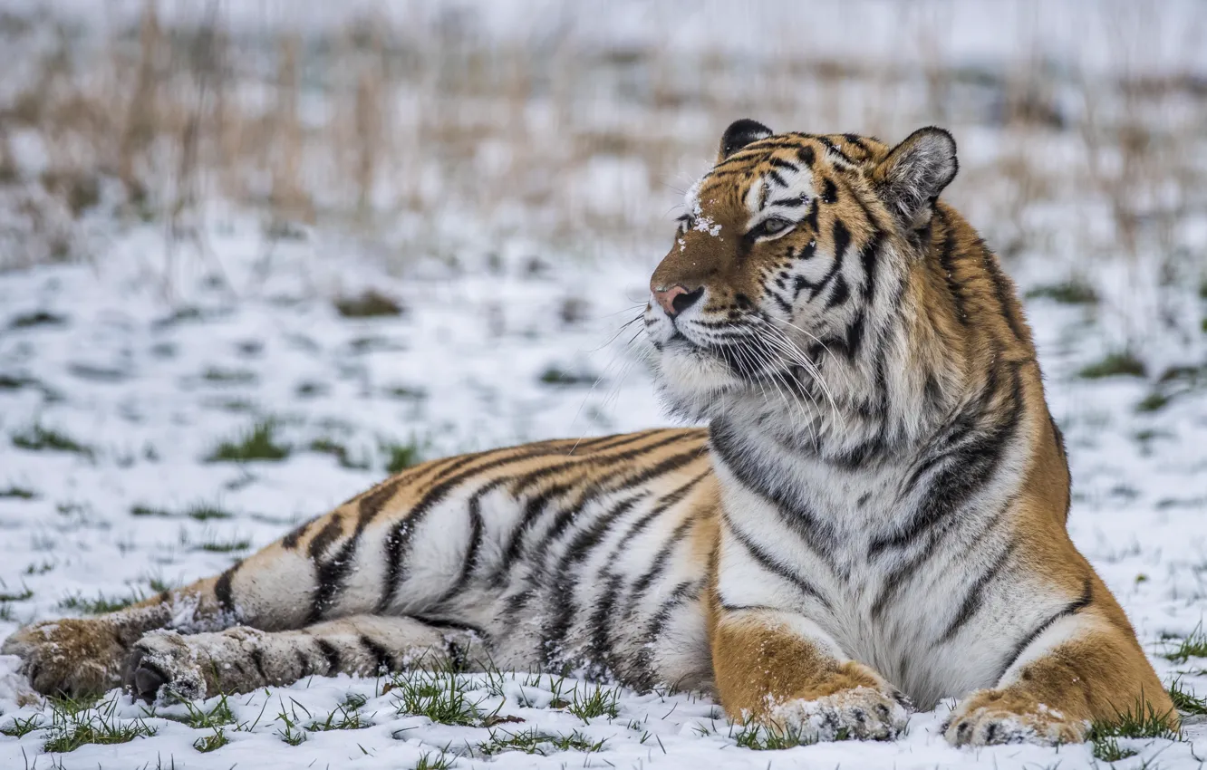 Photo wallpaper snow, tiger, power, predator