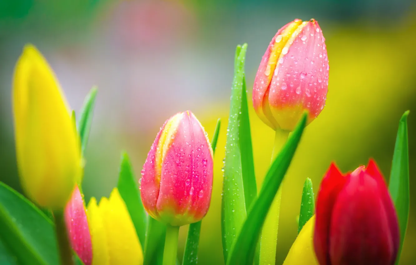 Photo wallpaper bright, tulips, buds
