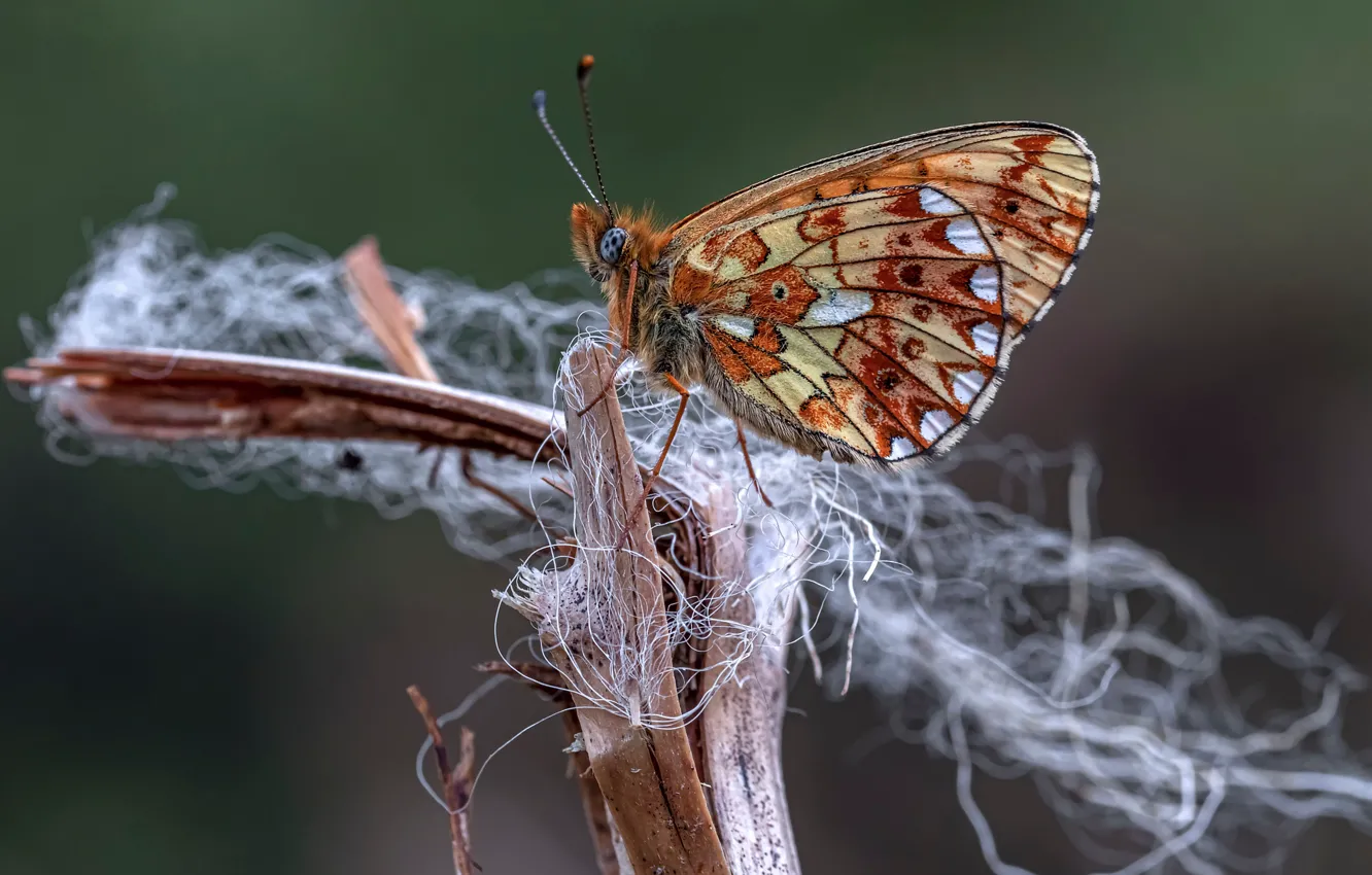 Photo wallpaper butterfly, insect, closeup