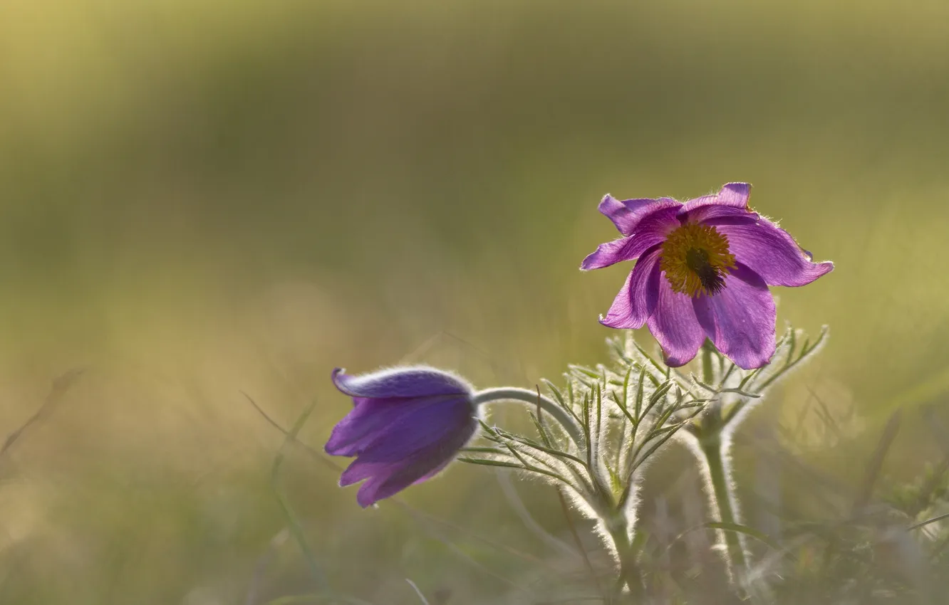 Photo wallpaper weed, flowering, anemones, Anemones
