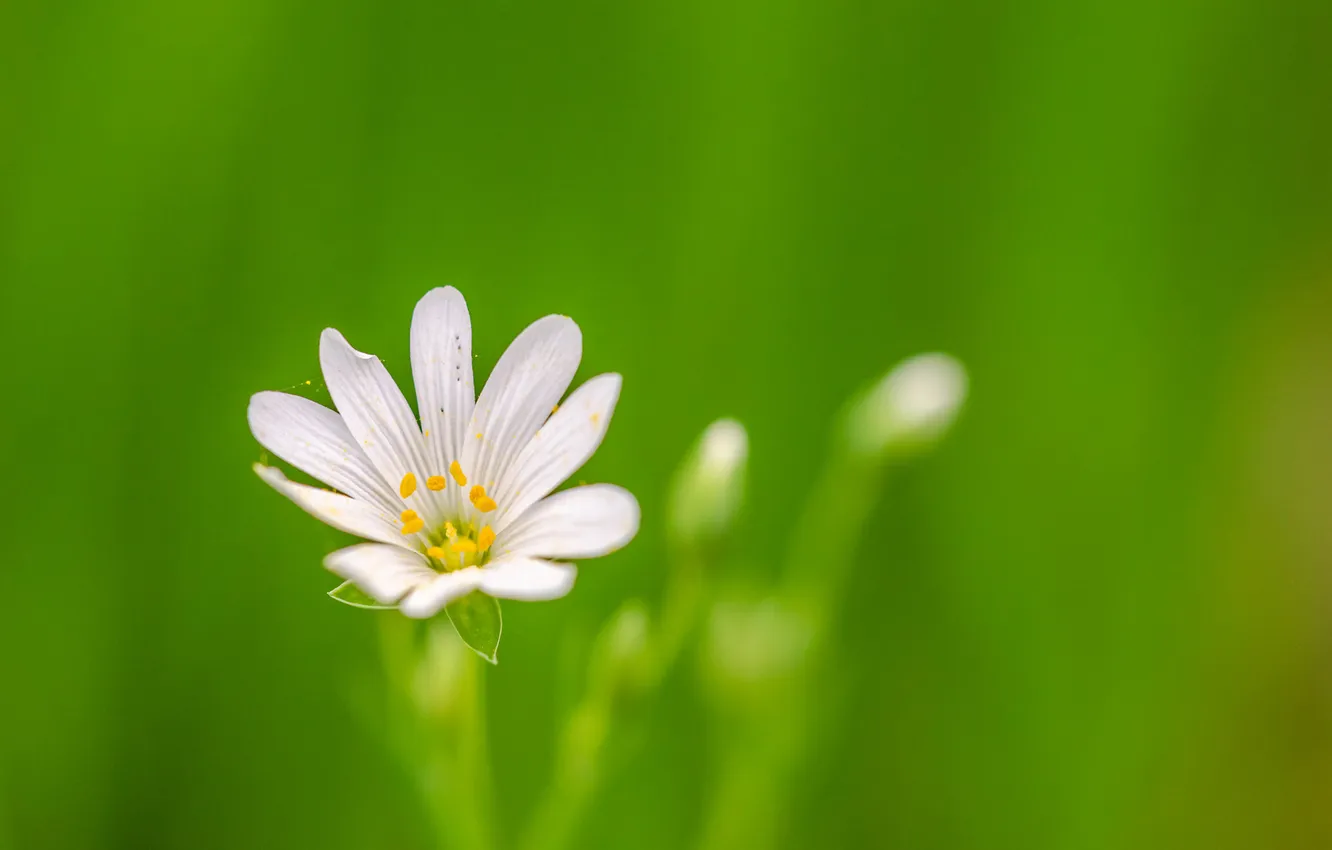 Photo wallpaper flowers, nature, background, petals