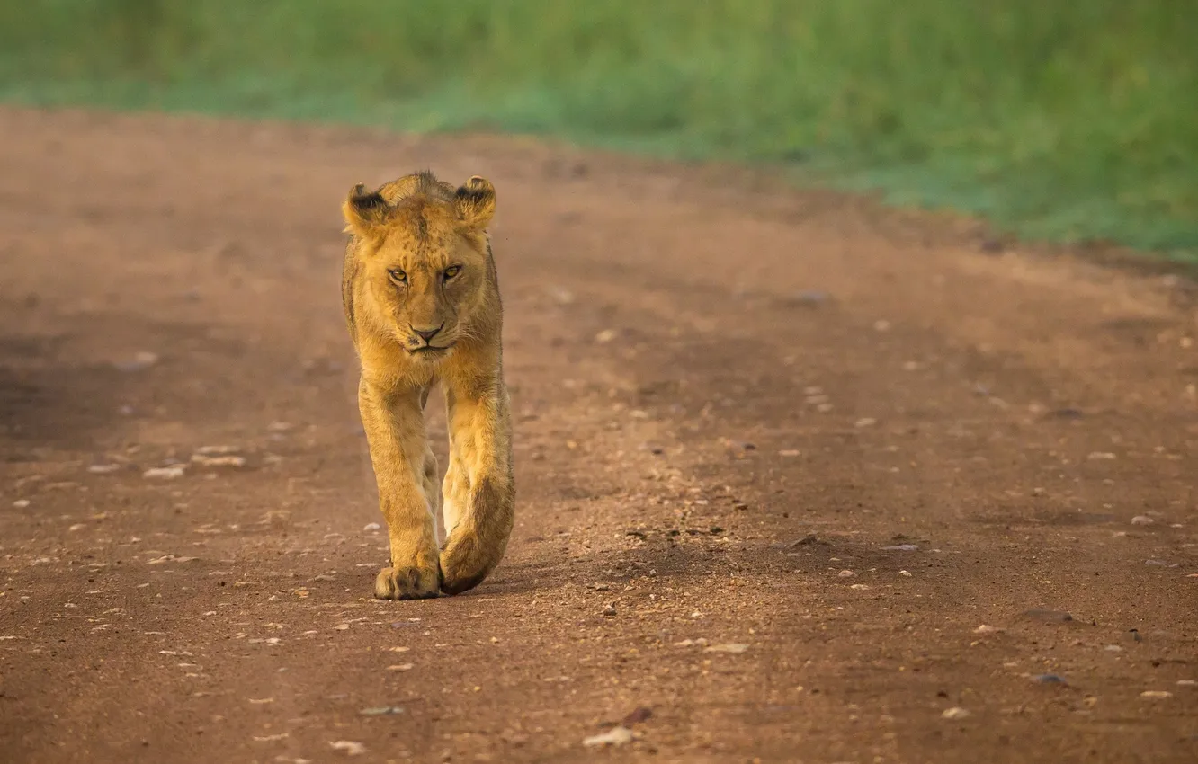 Photo wallpaper road, predator, walk, lioness