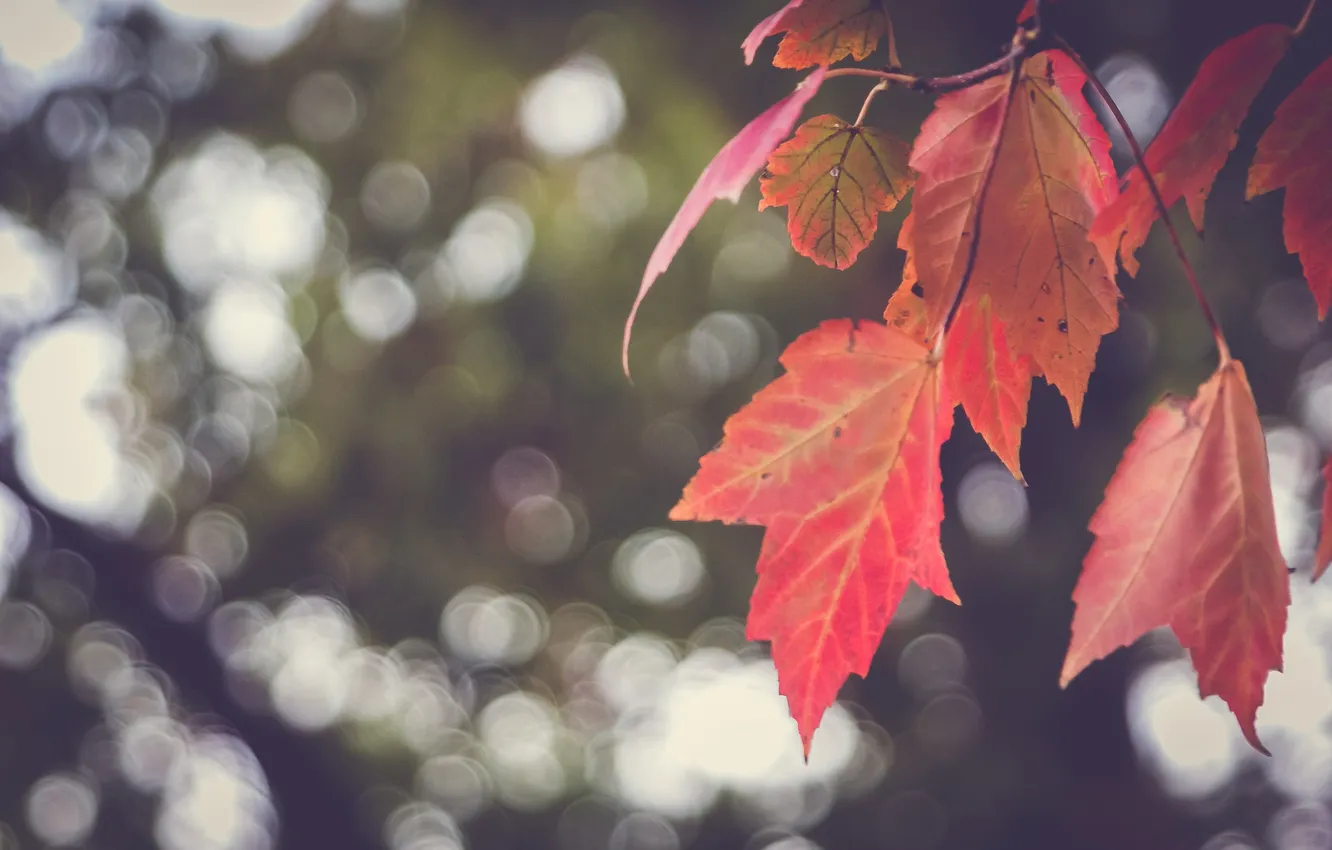 Photo wallpaper leaves, red, bokeh