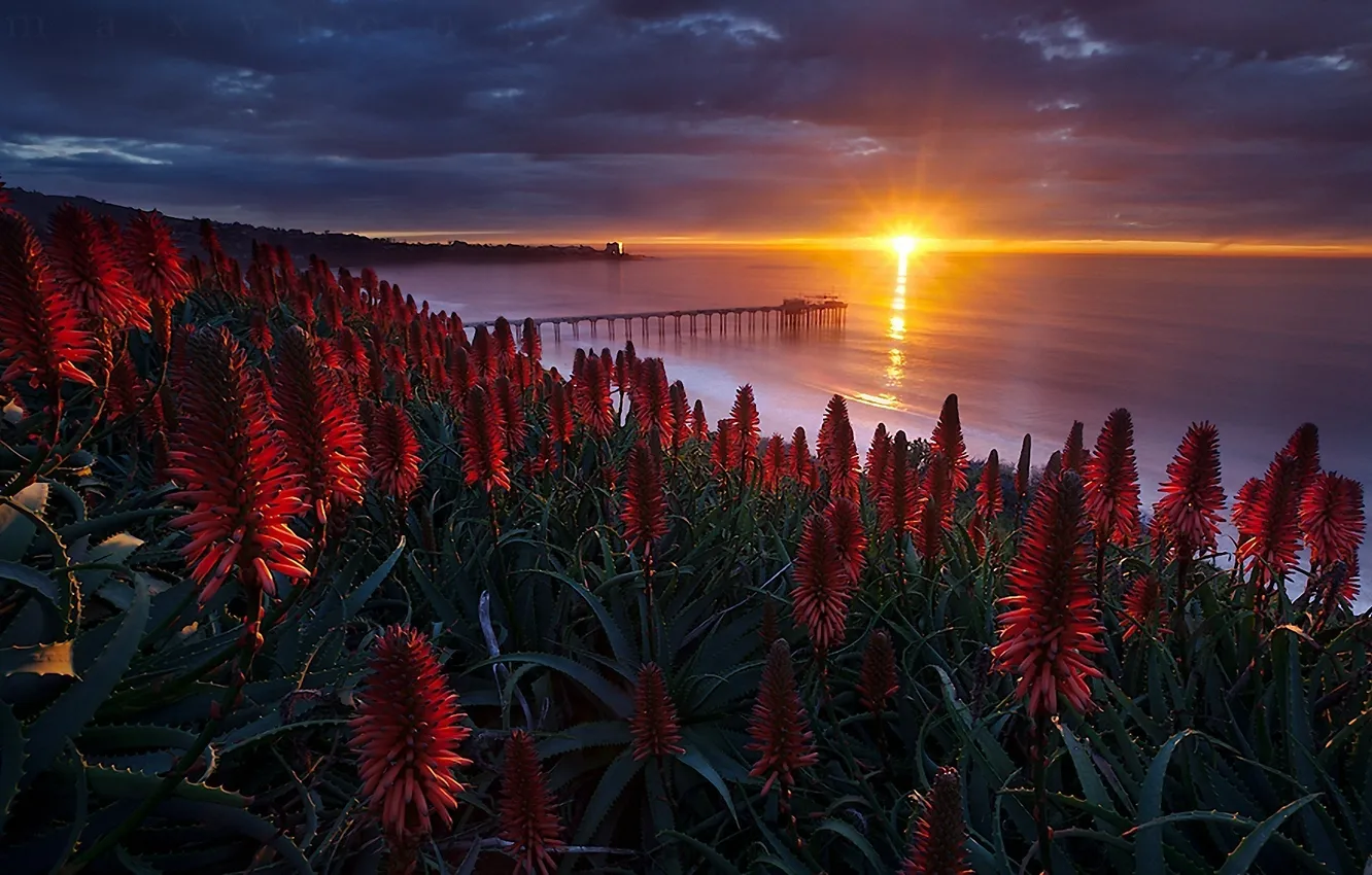 Photo wallpaper sea, sunset, flowers