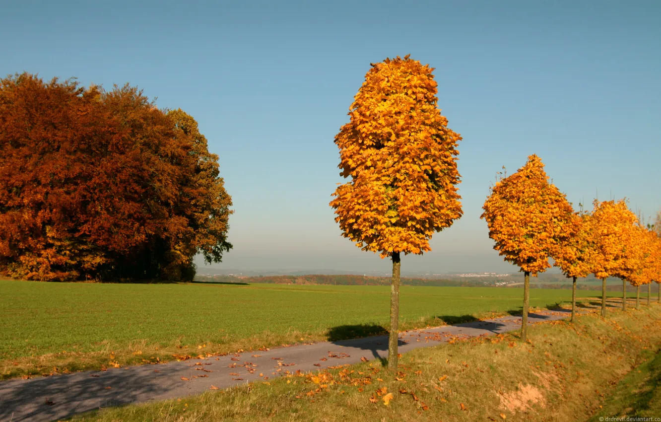 Photo wallpaper autumn, trees, yellow