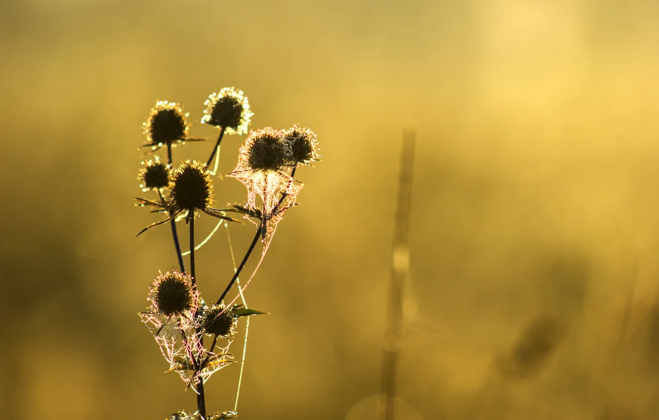 Photo wallpaper greens, drops, landscape, fog, Rosa, dawn, plant, web