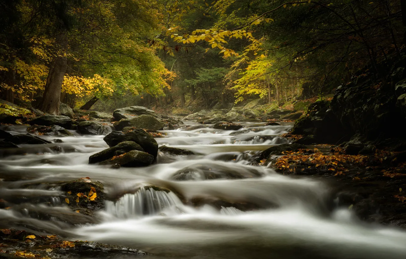 Photo wallpaper autumn, forest, river, stream, stones, Massachusetts, Bash Bish Brook
