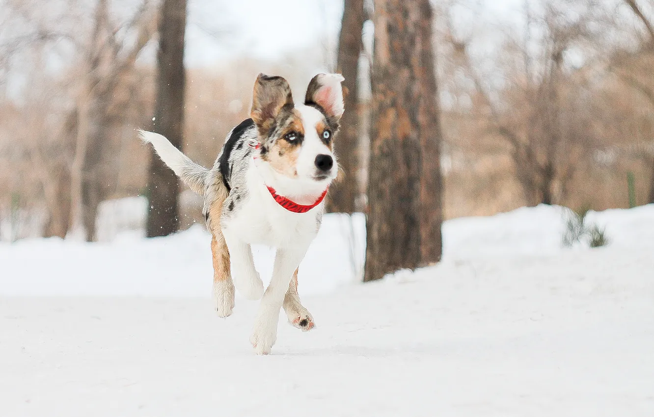Photo wallpaper forest, snow, dog, running, puppy, walk, Border Collie, Border collie