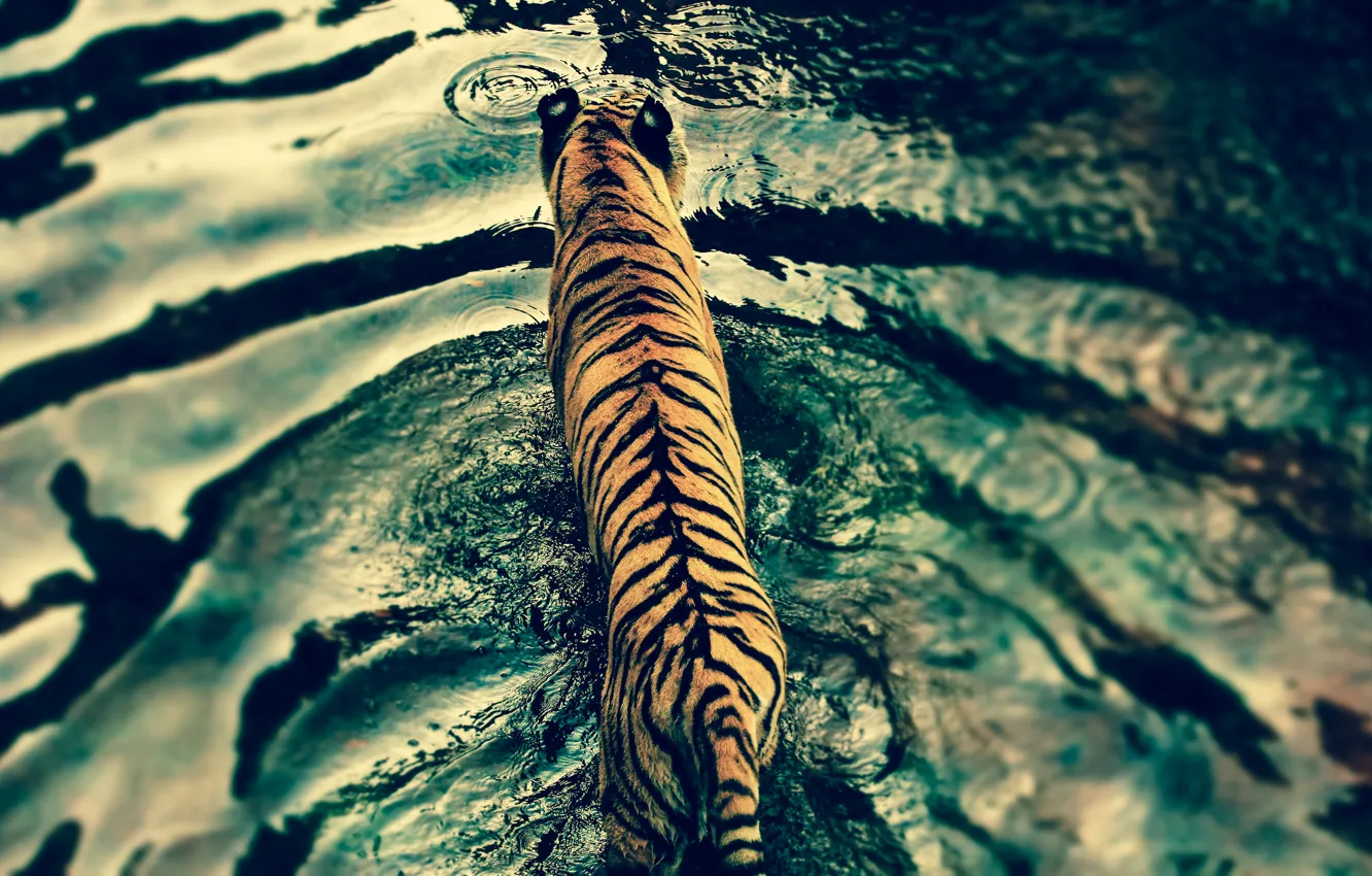 Photo wallpaper water, tiger, predator, Disney's Animal Kingdom