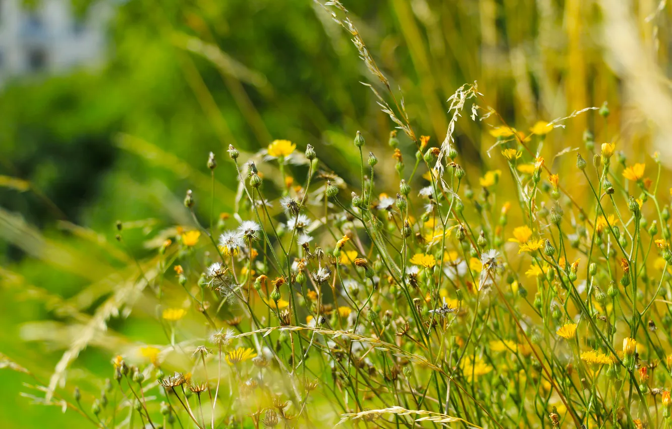 Photo wallpaper grass, flower, meadow