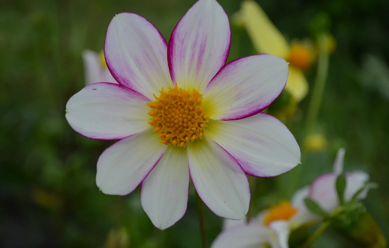 Photo wallpaper white, yellow, green, petals, pink, dahlias, core