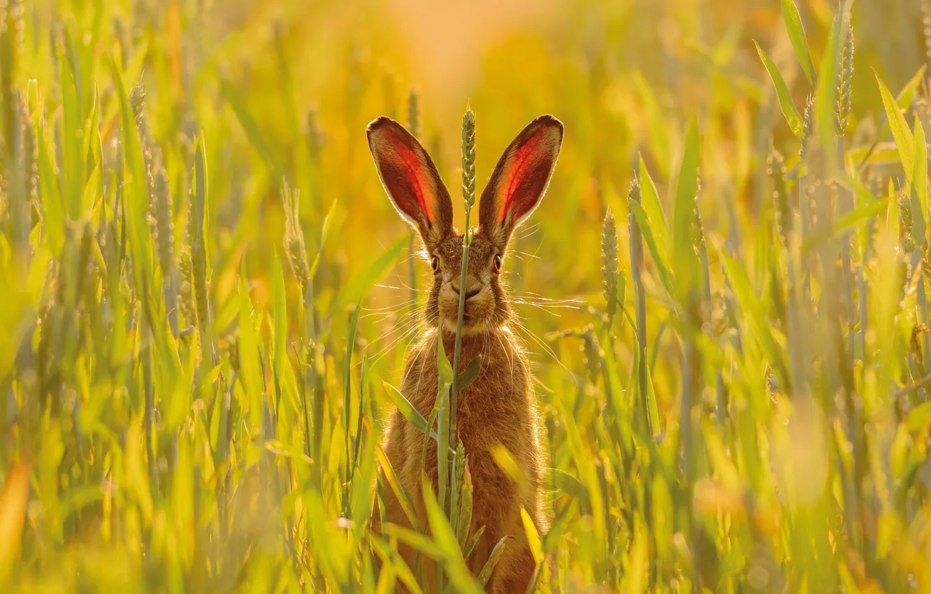 Photo wallpaper Grass, Look, Hare, Ears, Hare, Pembrokeshire, Pembrokeshire, Skomer Island