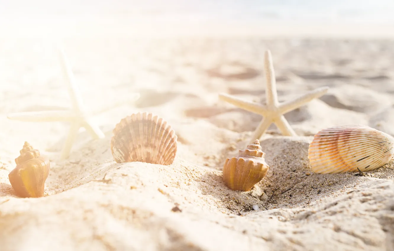 Photo wallpaper sand, sea, beach, summer, star, shell, summer, beach
