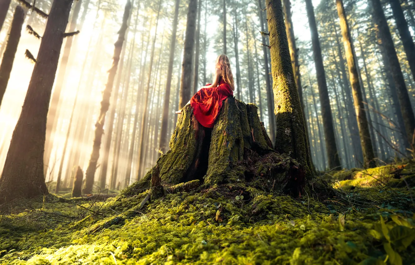 Photo wallpaper forest, girl, dress, Lizzy Gadd, Woodland Magic