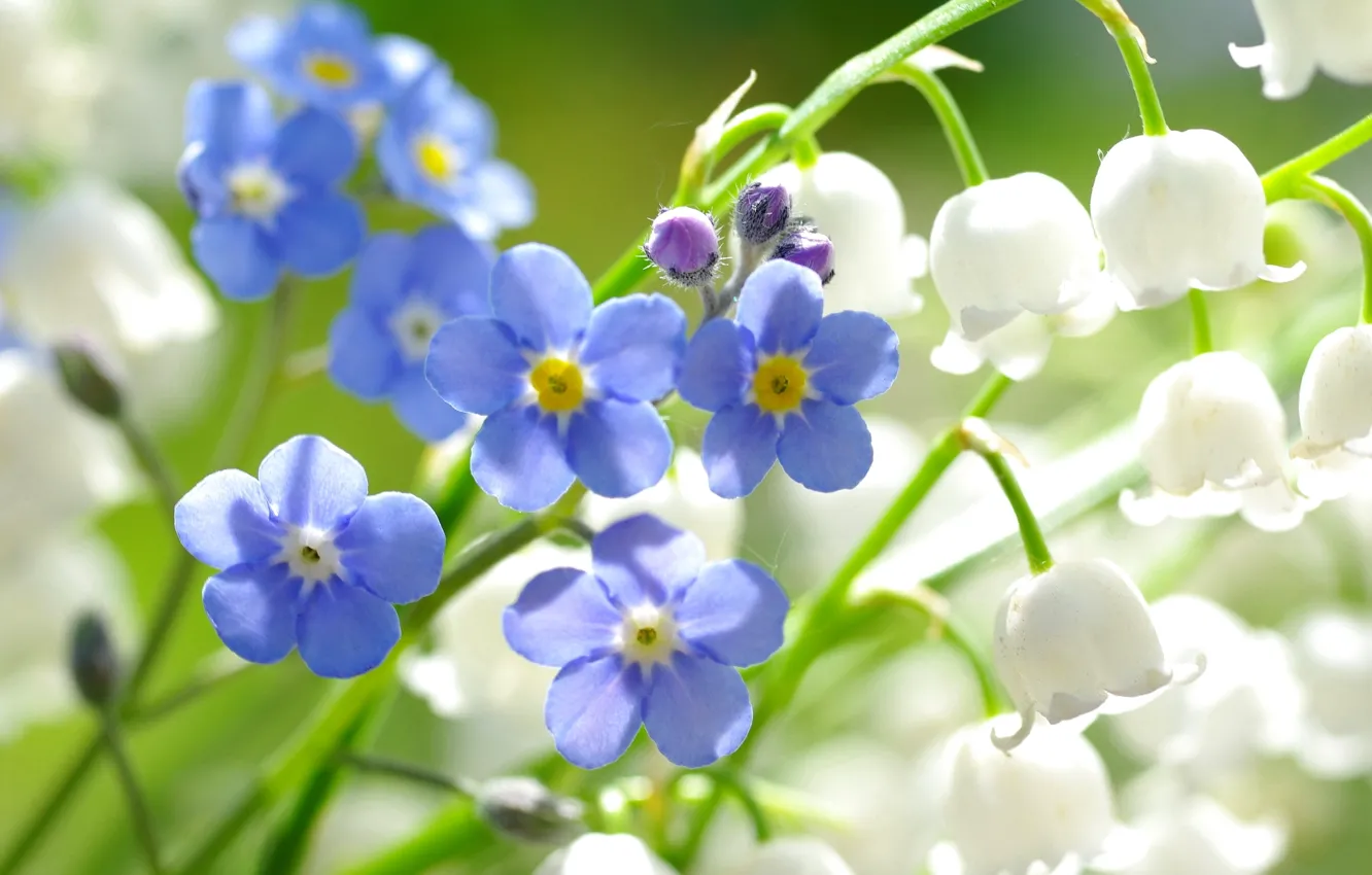 Photo wallpaper macro, lilies of the valley, forget-me-nots