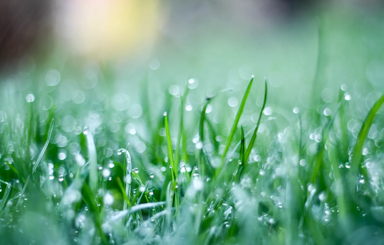 Photo wallpaper greens, grass, drops, macro, green, background, Wallpaper, weed