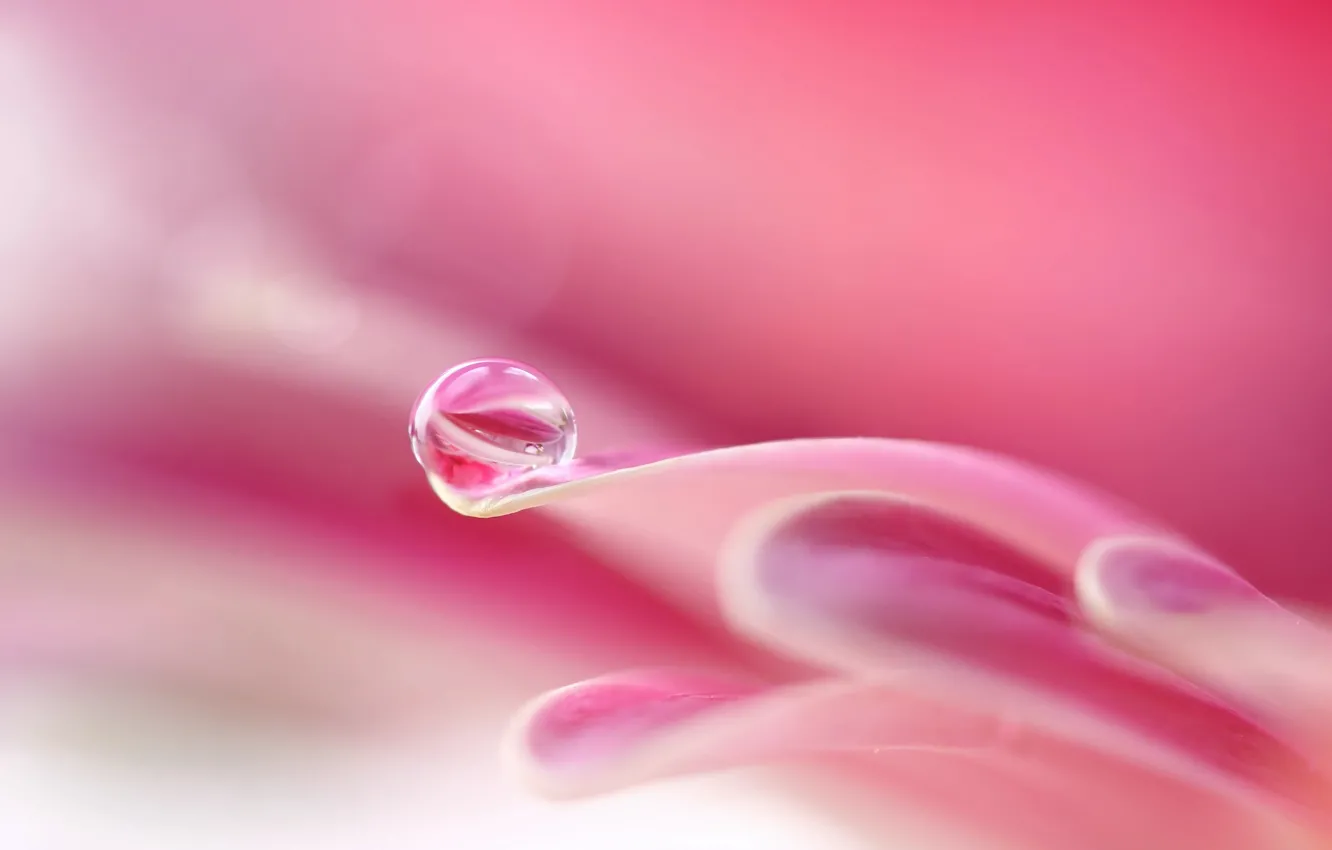 Photo wallpaper drops, macro, flowers, background