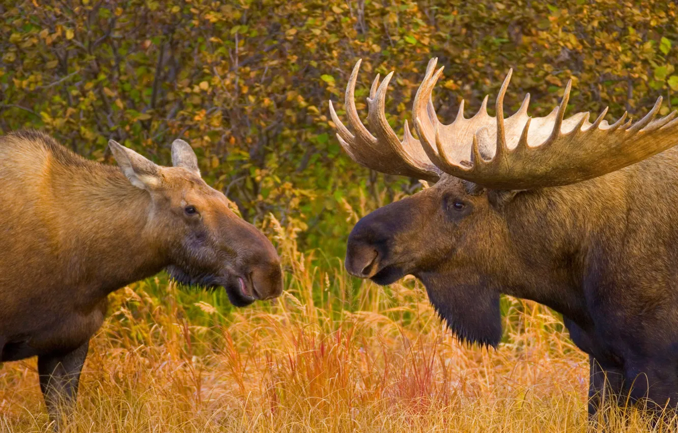 Photo wallpaper Canada, animal, wildlife, Moose, king deer