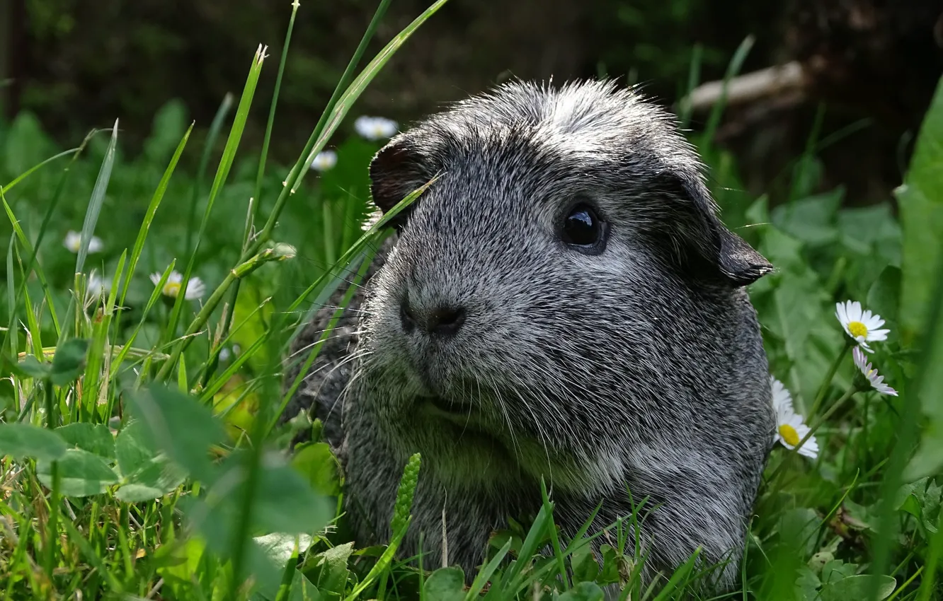 Photo wallpaper Nature, Weed, Guinea Pig