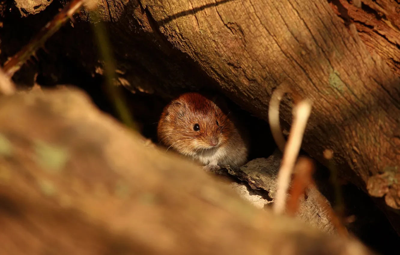 Photo wallpaper mouse, mouse, log, field, St.