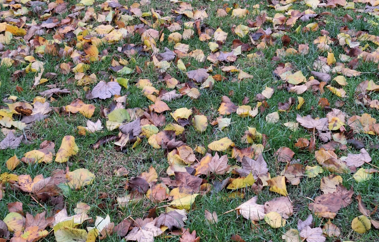 Photo wallpaper lawn, autumn, fallen leaves
