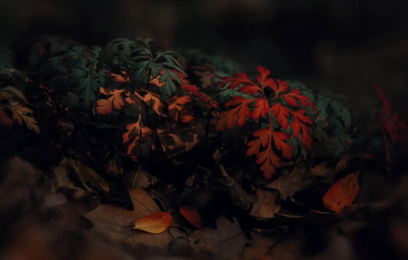 Photo wallpaper autumn, the dark background, autumn leaves