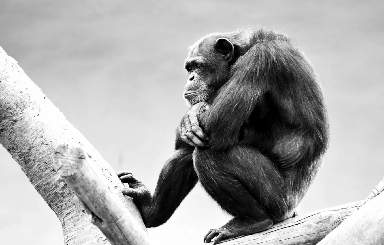 Photo wallpaper monkey, Ape, wild animal, our cool roger