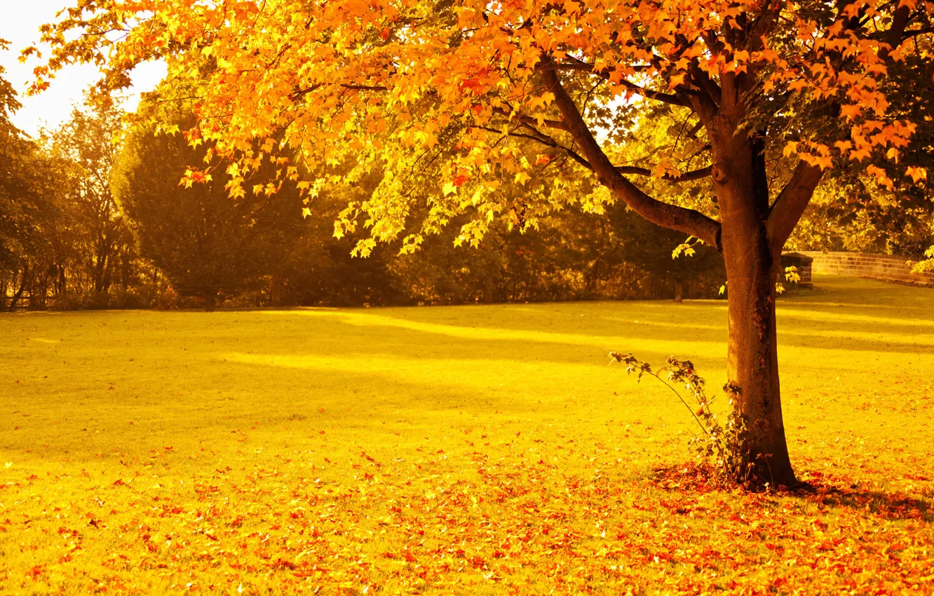 Photo wallpaper autumn, trees, Park, foliage, Nature