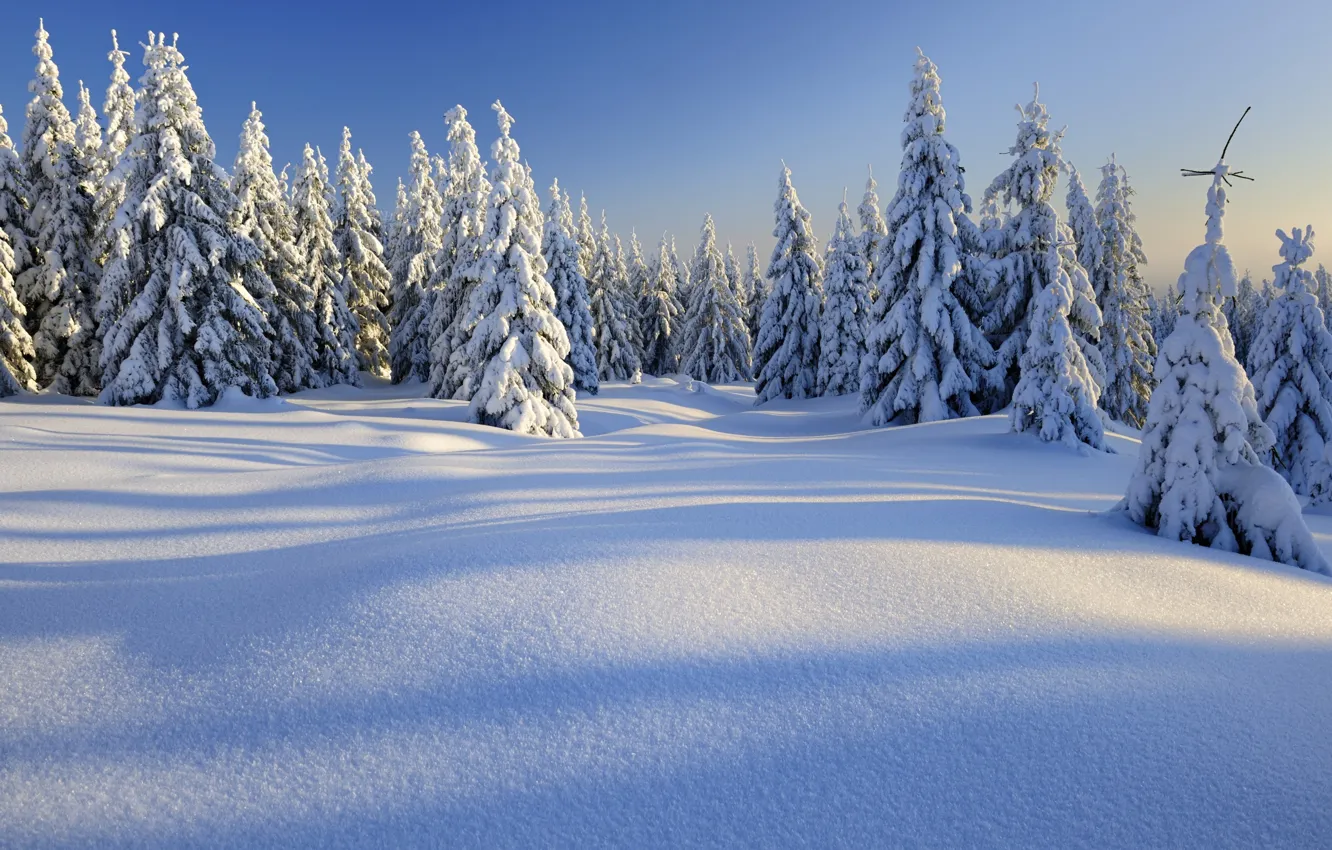 Photo wallpaper winter, snow, trees, landscape, mountains, nature