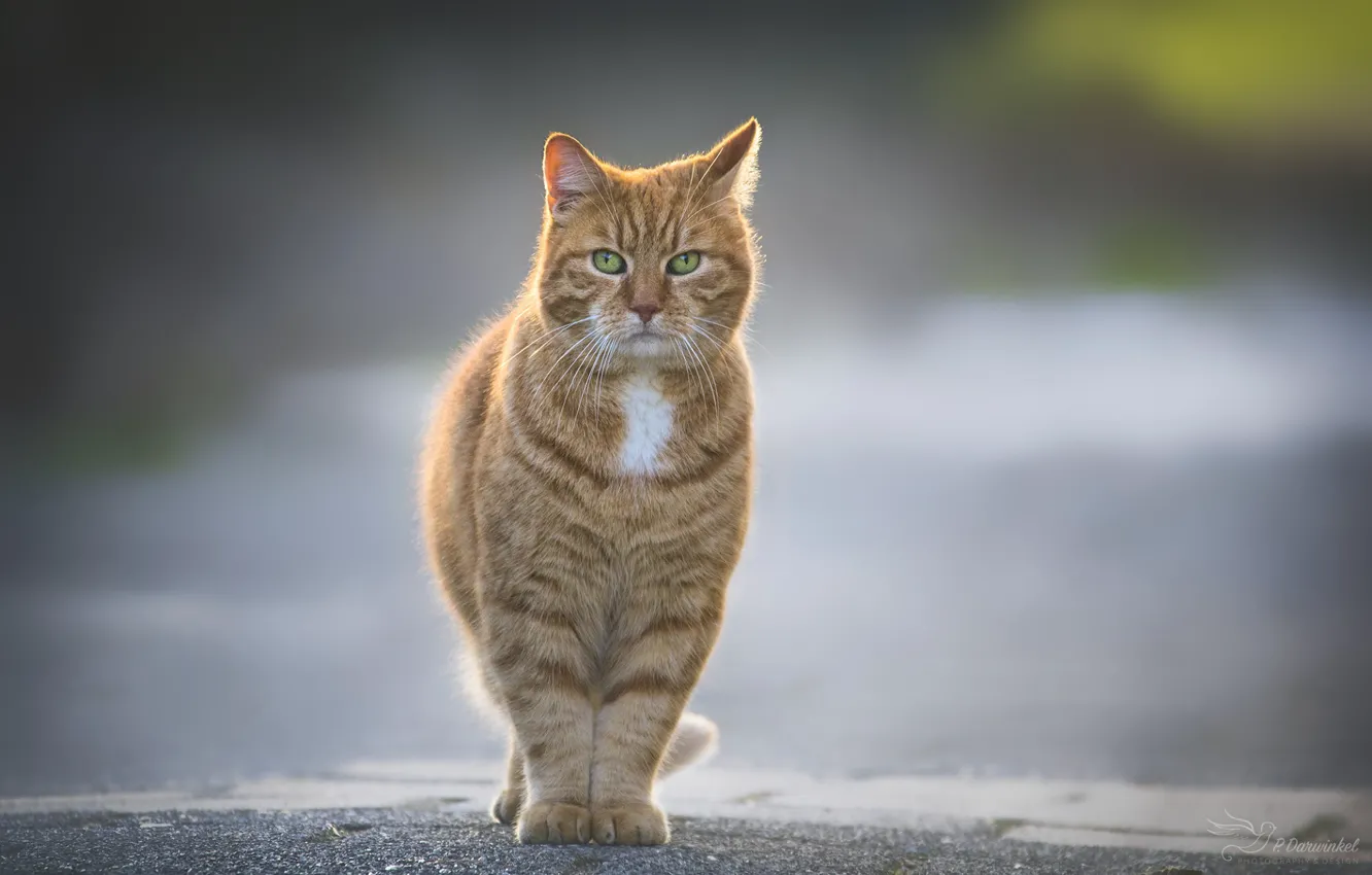 Photo wallpaper walk, red cat, asphalt road