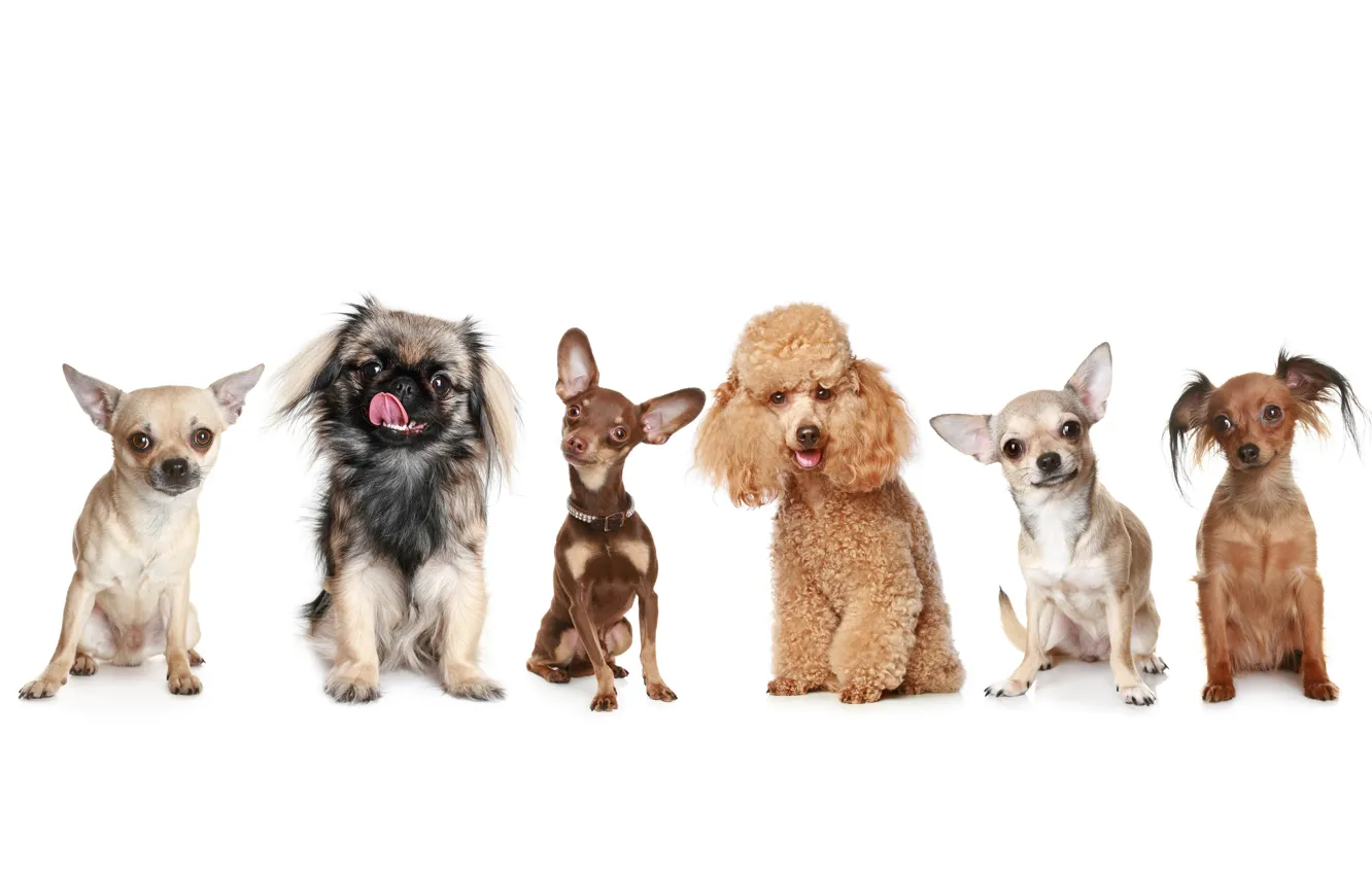 Photo wallpaper dogs, poodle, toy Terrier, pickiness, Pinscher, Chihuahua