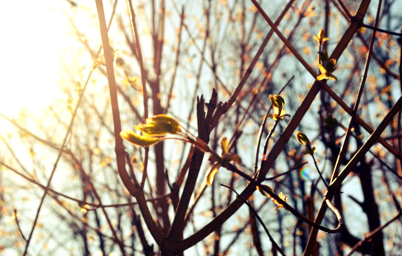 Photo wallpaper trees, flowers, spring, buds, spring