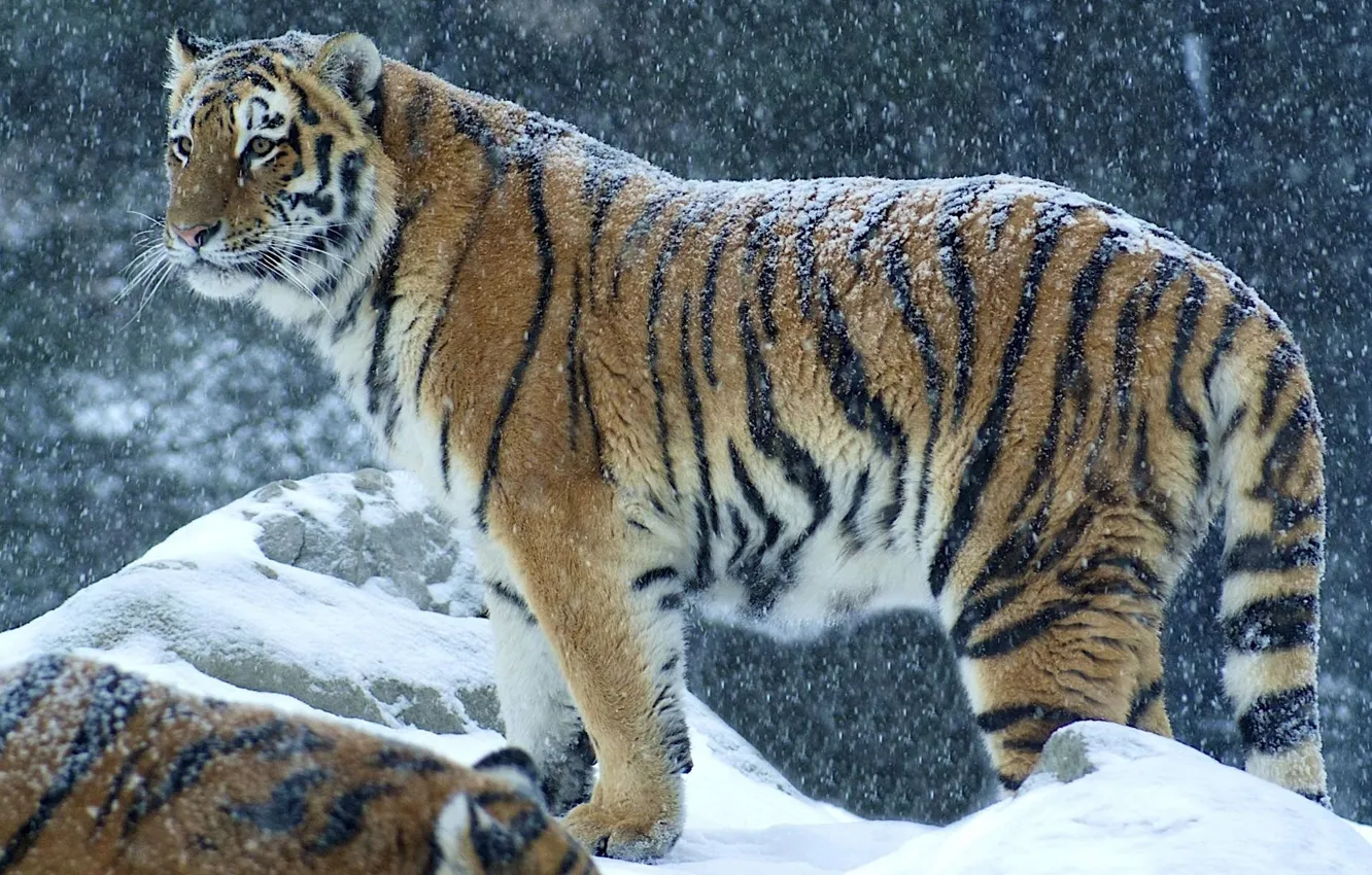 Photo wallpaper winter, snow, predator, Tiger
