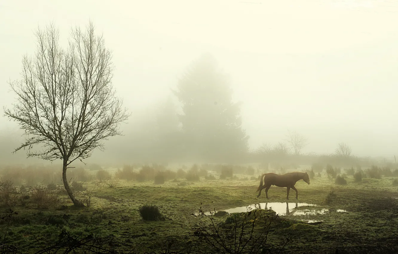 Photo wallpaper trees, fog, horse, morning, puddle