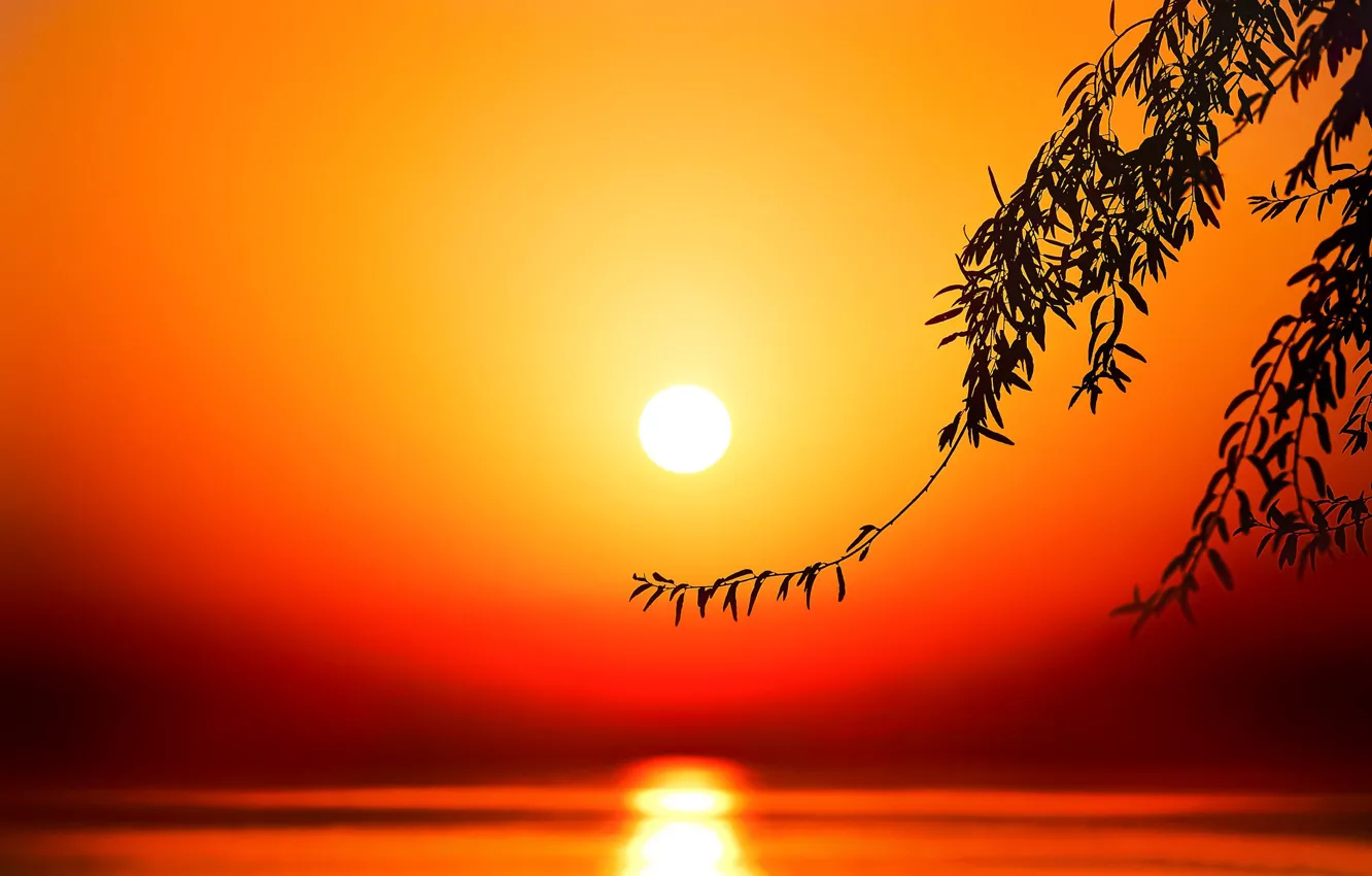 Photo wallpaper the sun, sunset, branches, lake
