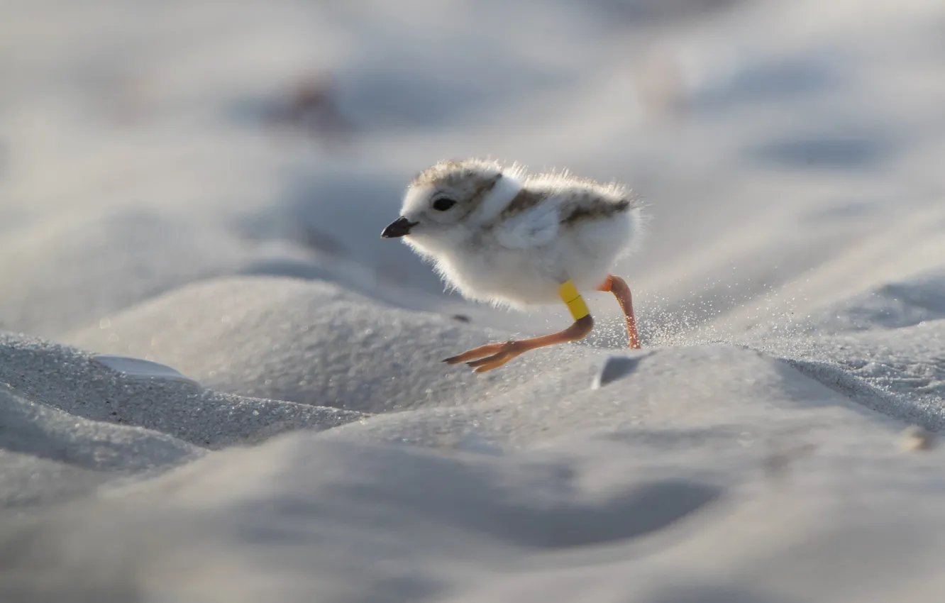 Photo wallpaper sand, Chicks, bird-nevelichka, Yellow-footed Plover