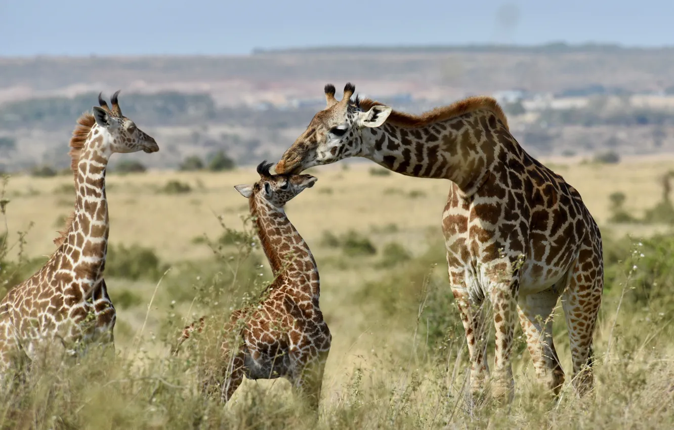 Photo wallpaper giraffes, family, cubs